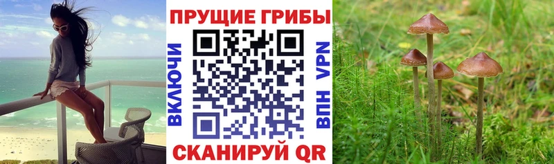 Псилоцибиновые грибы Magic Shrooms  где можно купить   Подольск 